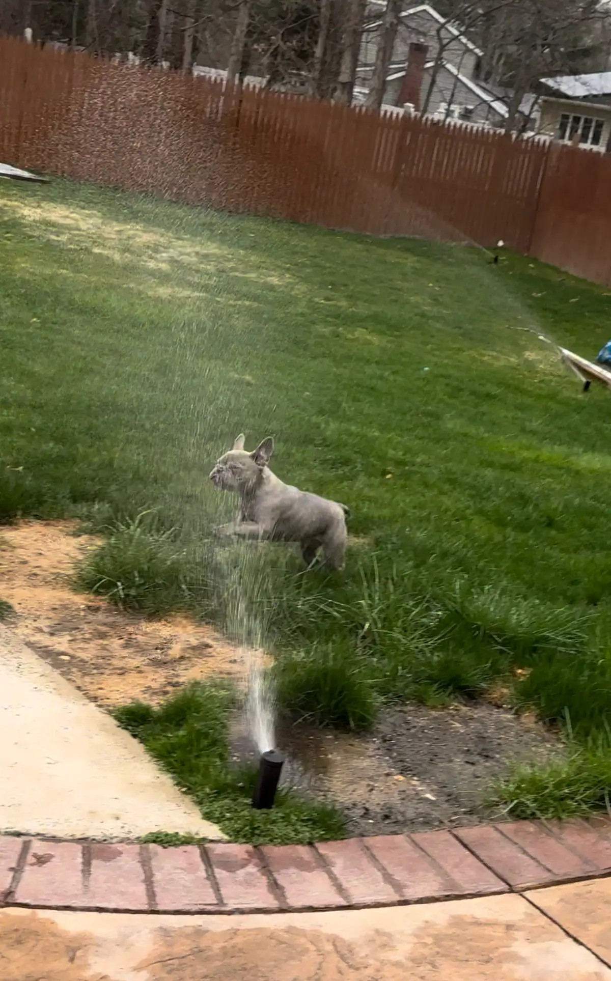 Lawn sprinkler running during spring start-up activation in South Jersey
